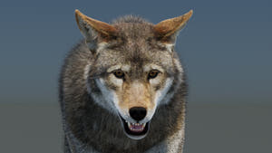 Animated Red Wolf 3D Model Fur Thumbnail