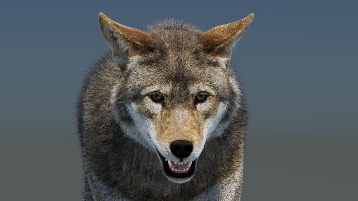 Animated Red Wolf 3D Model Fur