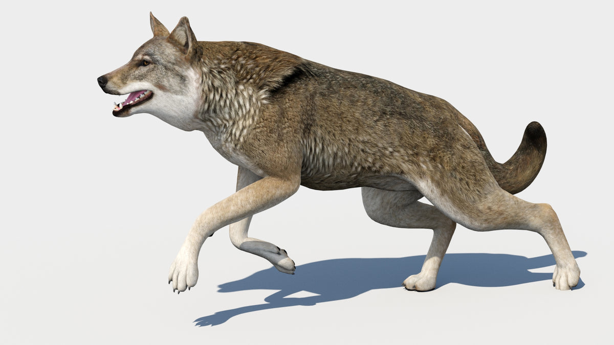 3D model of a running wolf on a white background