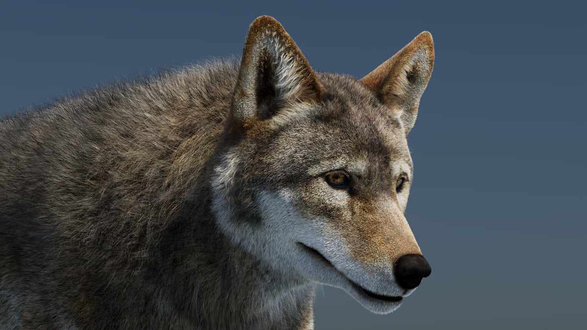 Animated Red Wolf 3D Model Fur