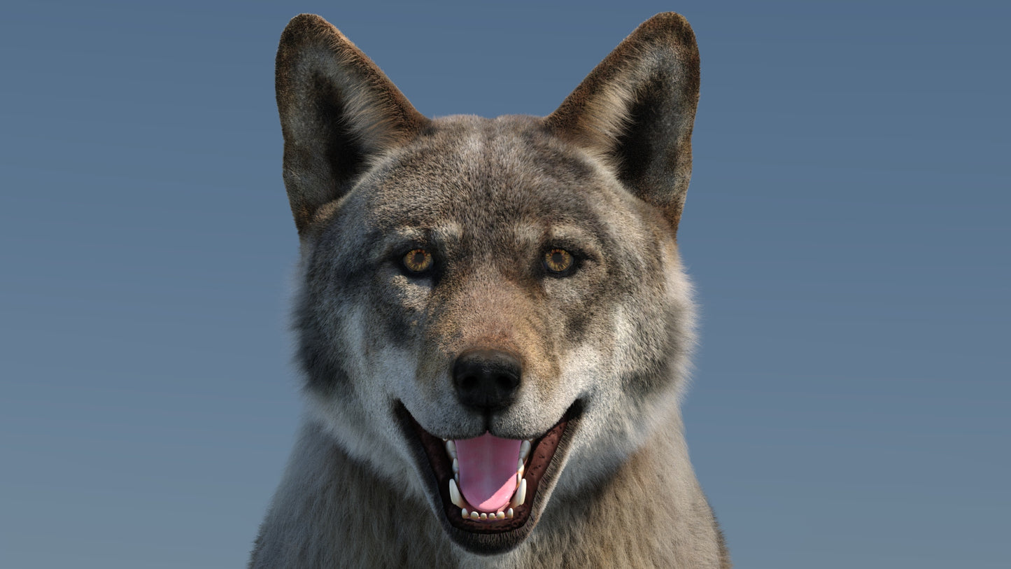 Animated Red Wolf 3D Model Fur