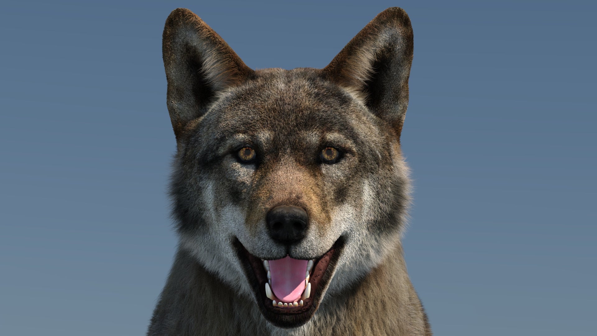 Animated Red Wolf 3D Model with Fur Head Close Up