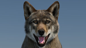 Animated Red Wolf 3D Model with Fur Head Close Up Thumbnail