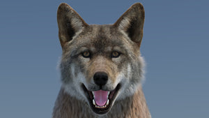 Animated Red Wolf 3D Model with Fur Head Close Up Thumbnail