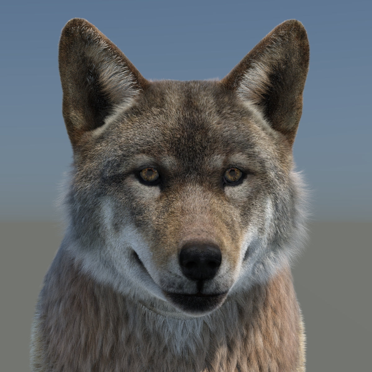 Animated Red Wolf 3D Model with Fur Head Close Up