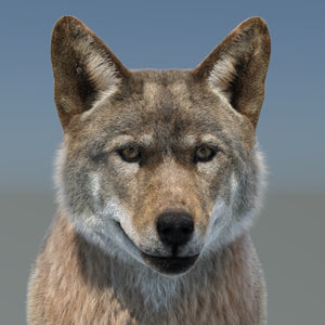 Animated Red Wolf 3D Model with Fur Head Close Up Thumbnail
