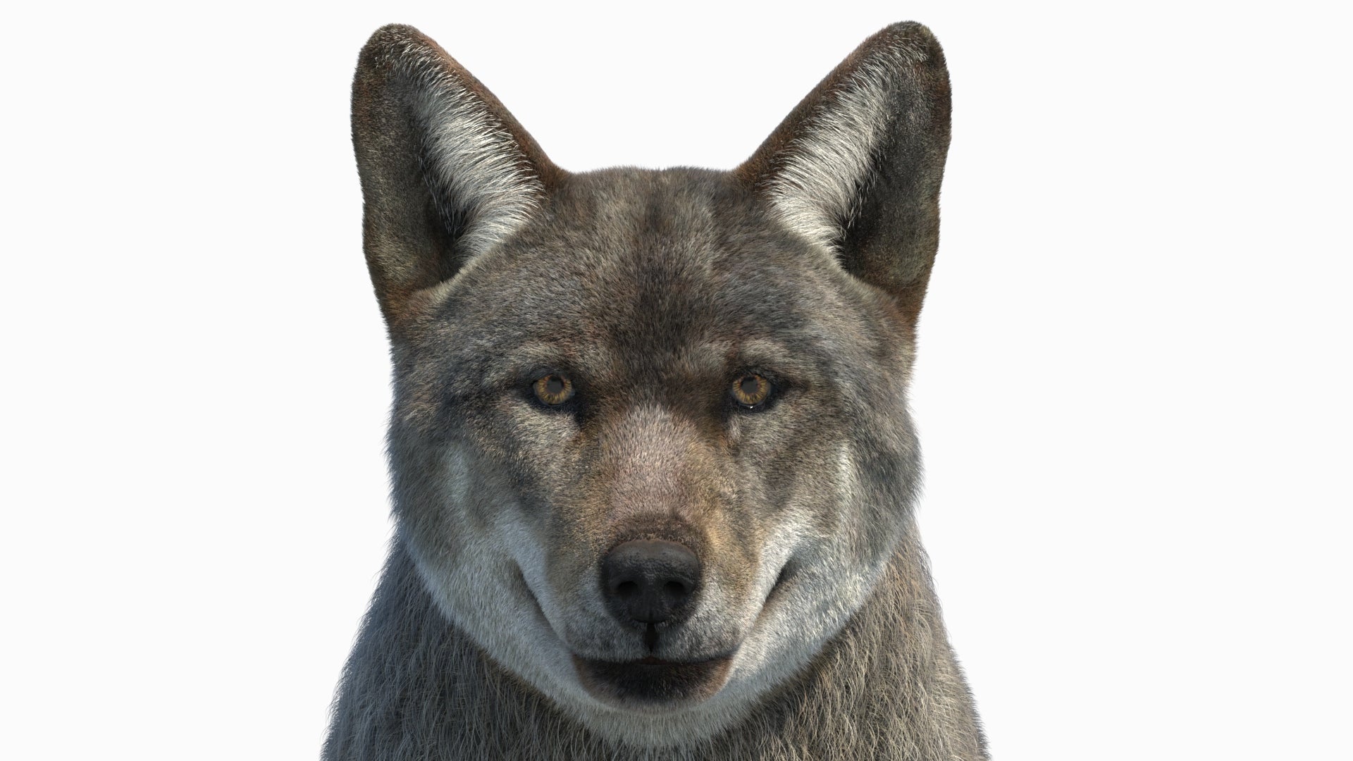 Animated Red Wolf 3D Model with Fur Head Close Up
