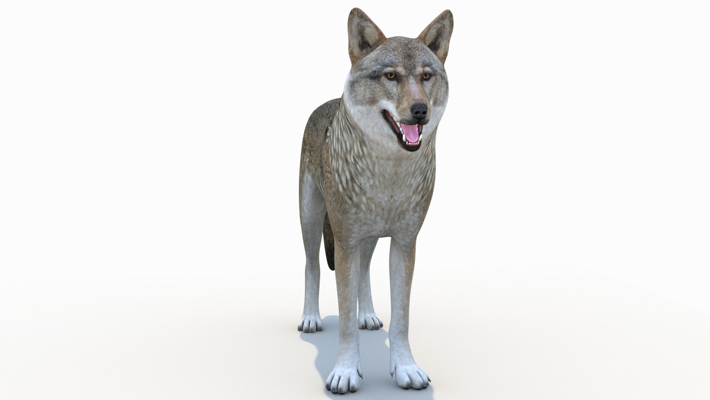 Game-Ready Red Wolf 3D Model - 360 Degree View