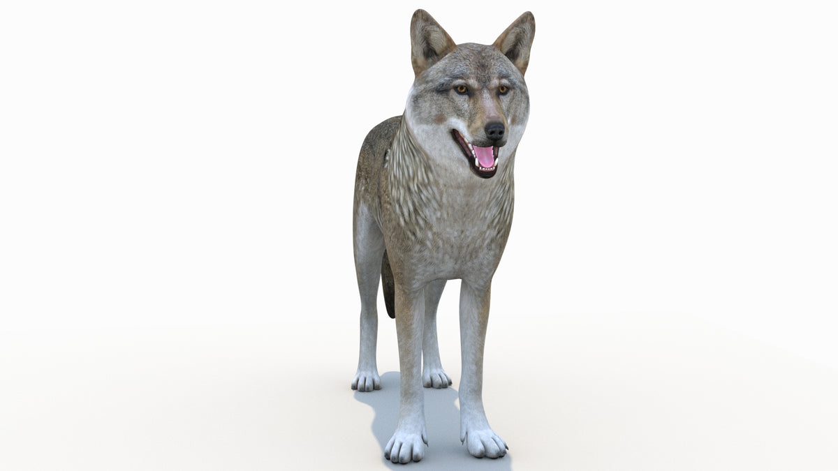 Rigged Red Wolf 3D Model - 360 Degree View