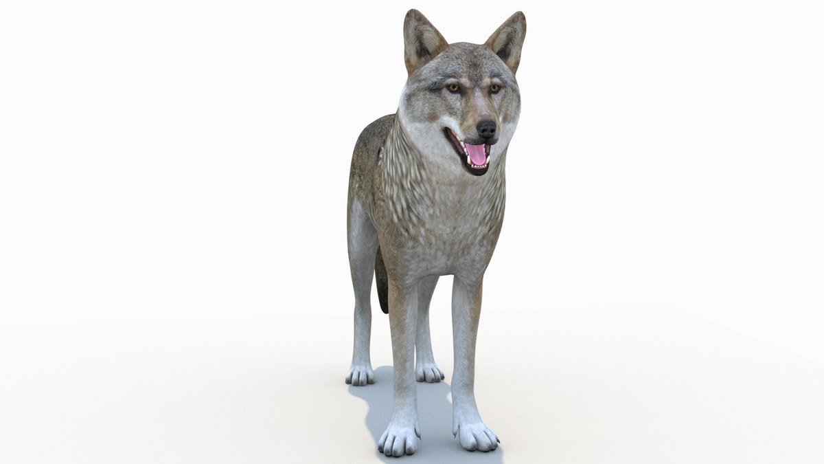 Red Wolf 3D Model Rigged - 360 Degree View