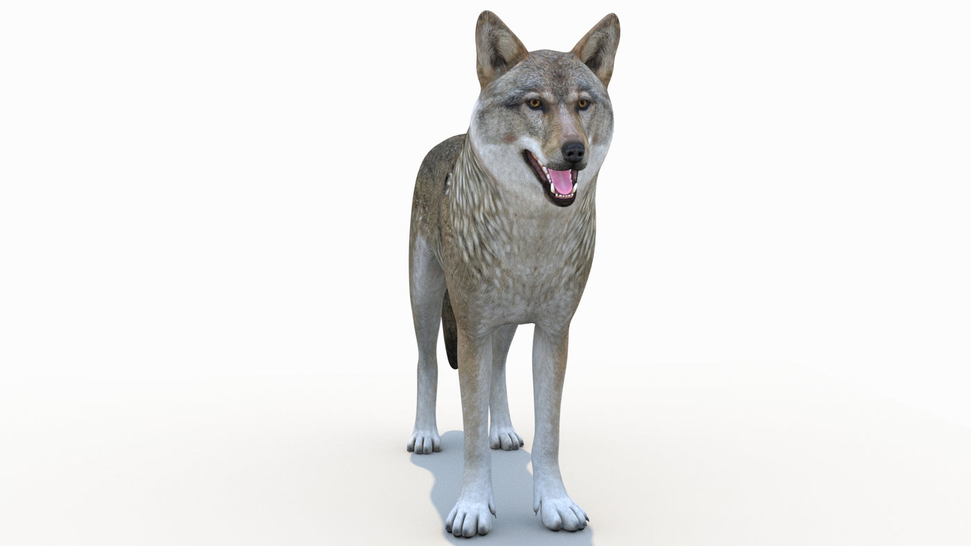 Red Wolf 3D Model Rigged - 360 Degree View
