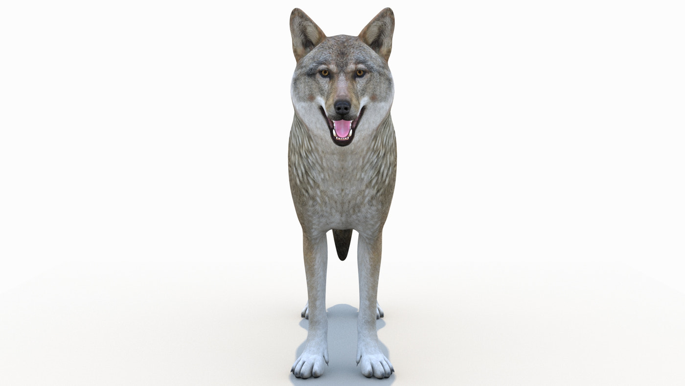 Red Wolf 3D Model Rigged - 360 Degree View