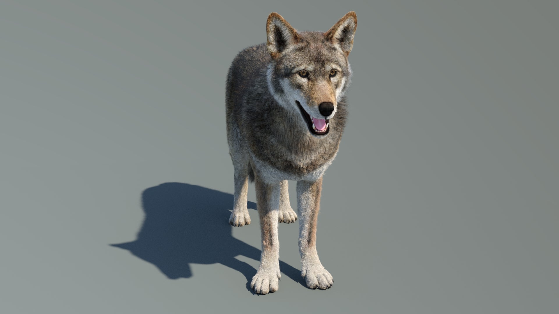 Animated Red Wolf 3D Model Fur - 360 Degree View