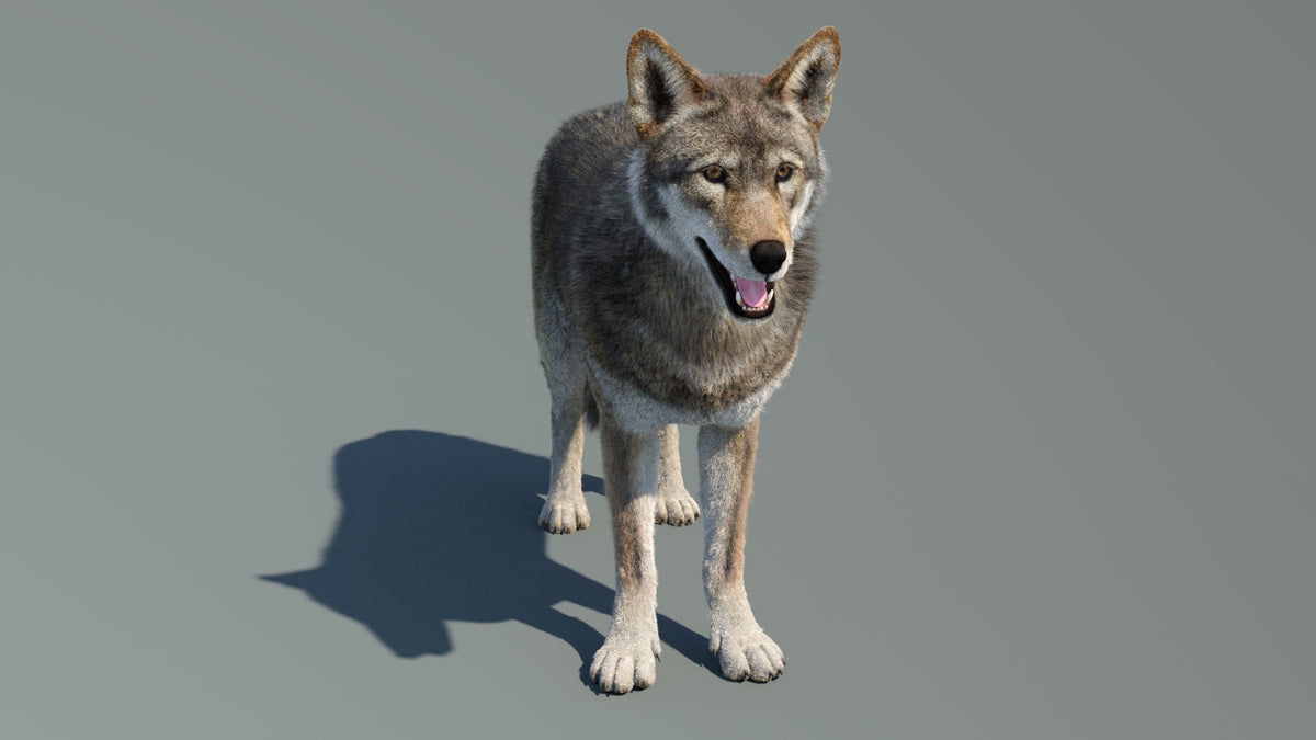 Animated Red Wolf 3D Model Fur - 360 Degree View