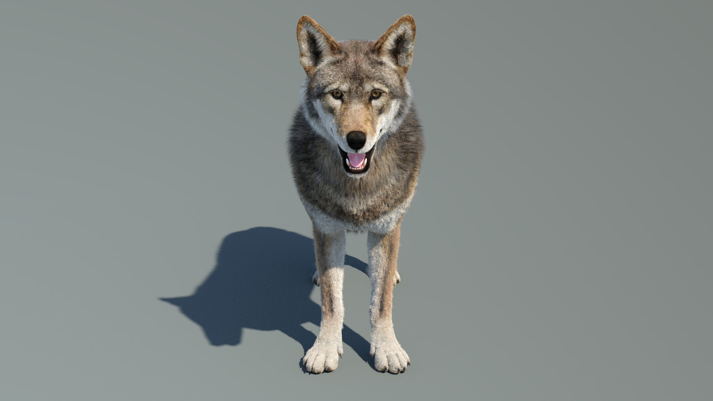 Animated Red Wolf 3D Model Fur - 360 Degree View