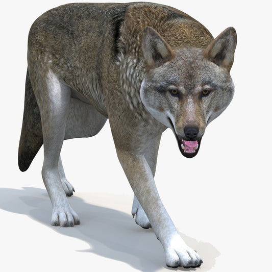 Red Wolf 3D Model Rigged