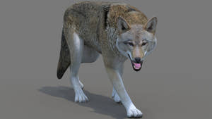 Red Wolf 3D Model Rigged Thumbnail