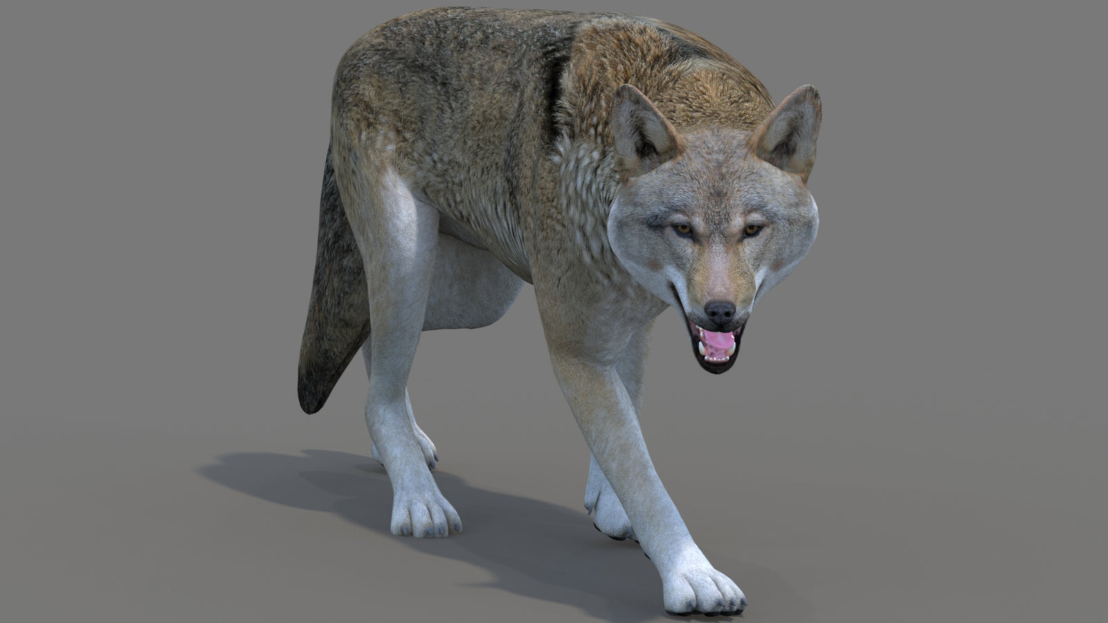 Red Wolf 3D Model Rigged