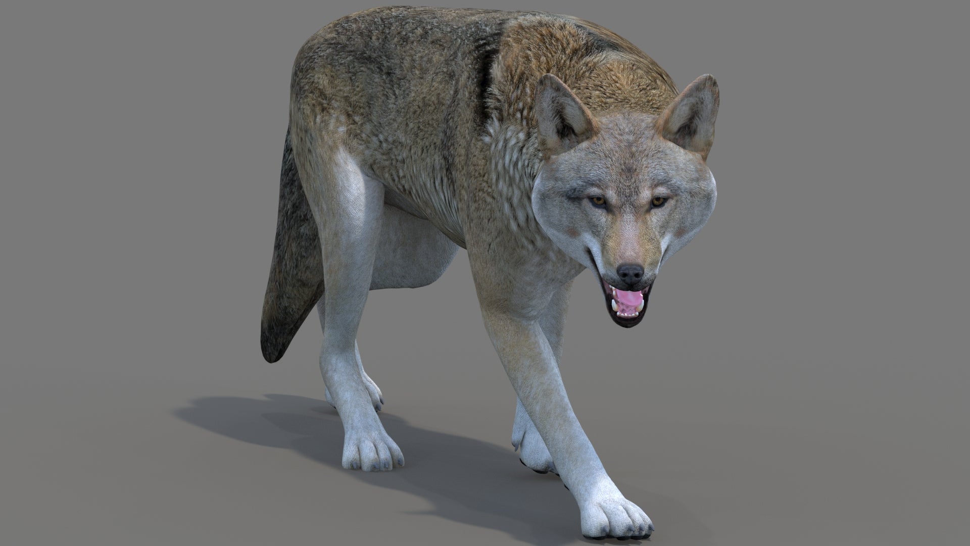 Red Wolf 3D Model Rigged