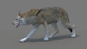 Red Wolf 3D Model Rigged Thumbnail