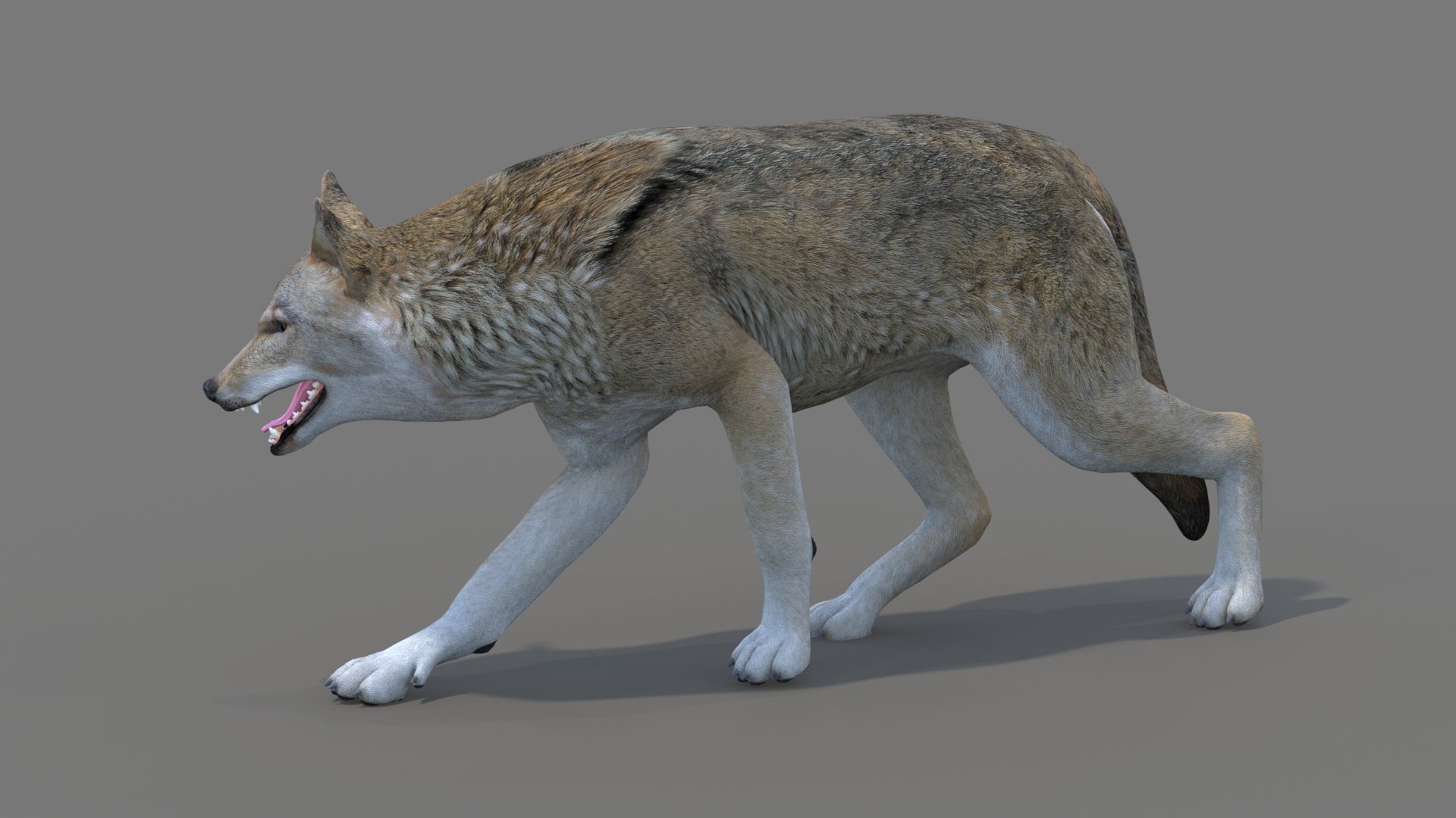 Red Wolf 3D Model Rigged