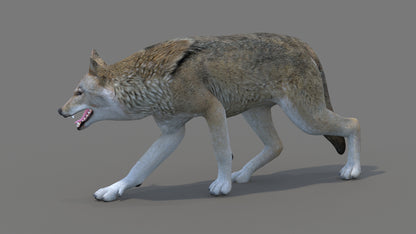 Red Wolf 3D Model Rigged