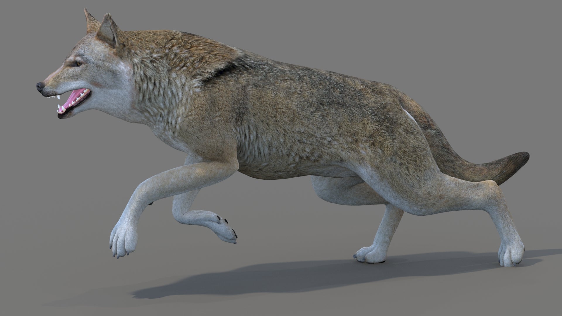 Red Wolf 3D Model Rigged