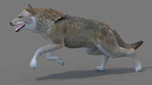 Red Wolf 3D Model Rigged Thumbnail