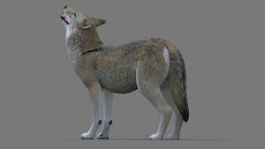 Rigged Red Wolf 3D Model Thumbnail