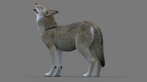 Rigged Red Wolf 3D Model for Game Thumbnail