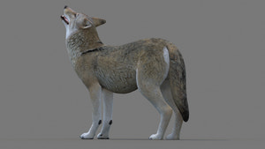 Rigged Red Wolf 3D Model Thumbnail