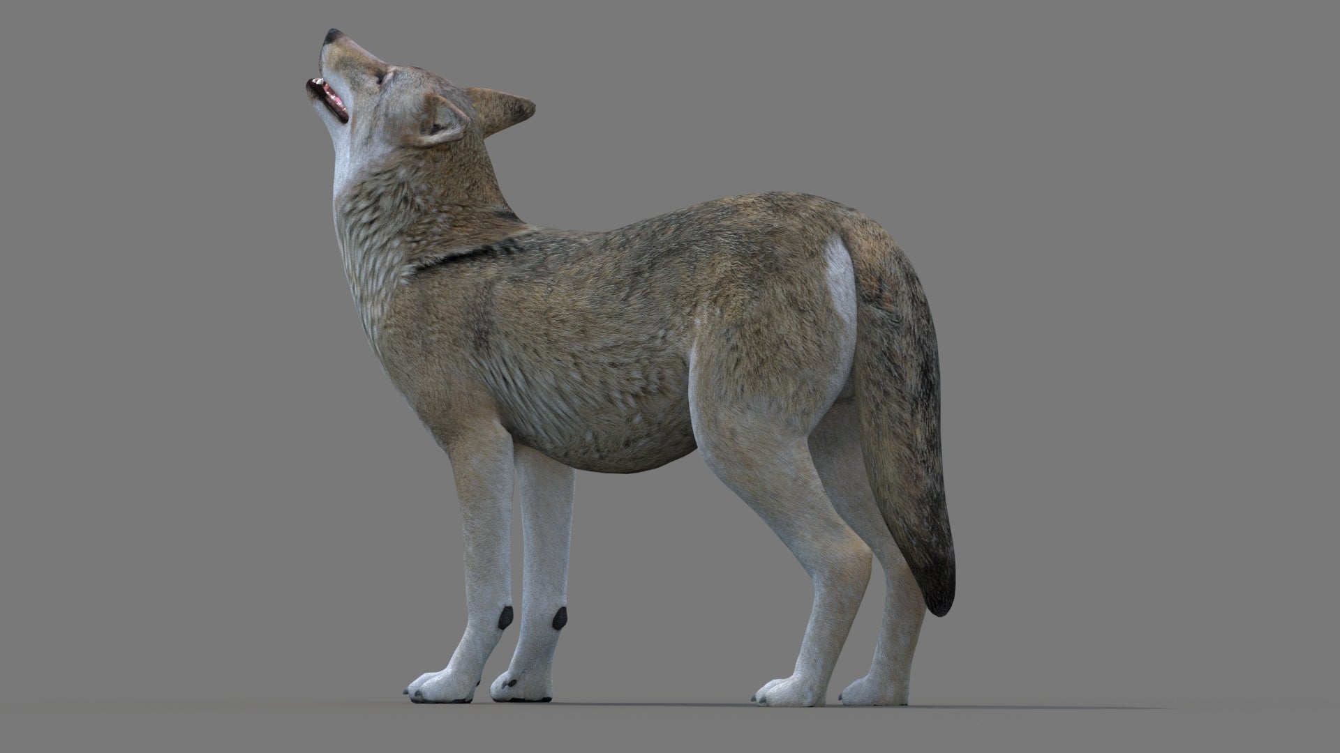 Rigged Red Wolf 3D Model