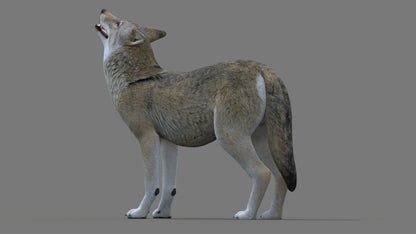 Rigged Red Wolf 3D Model