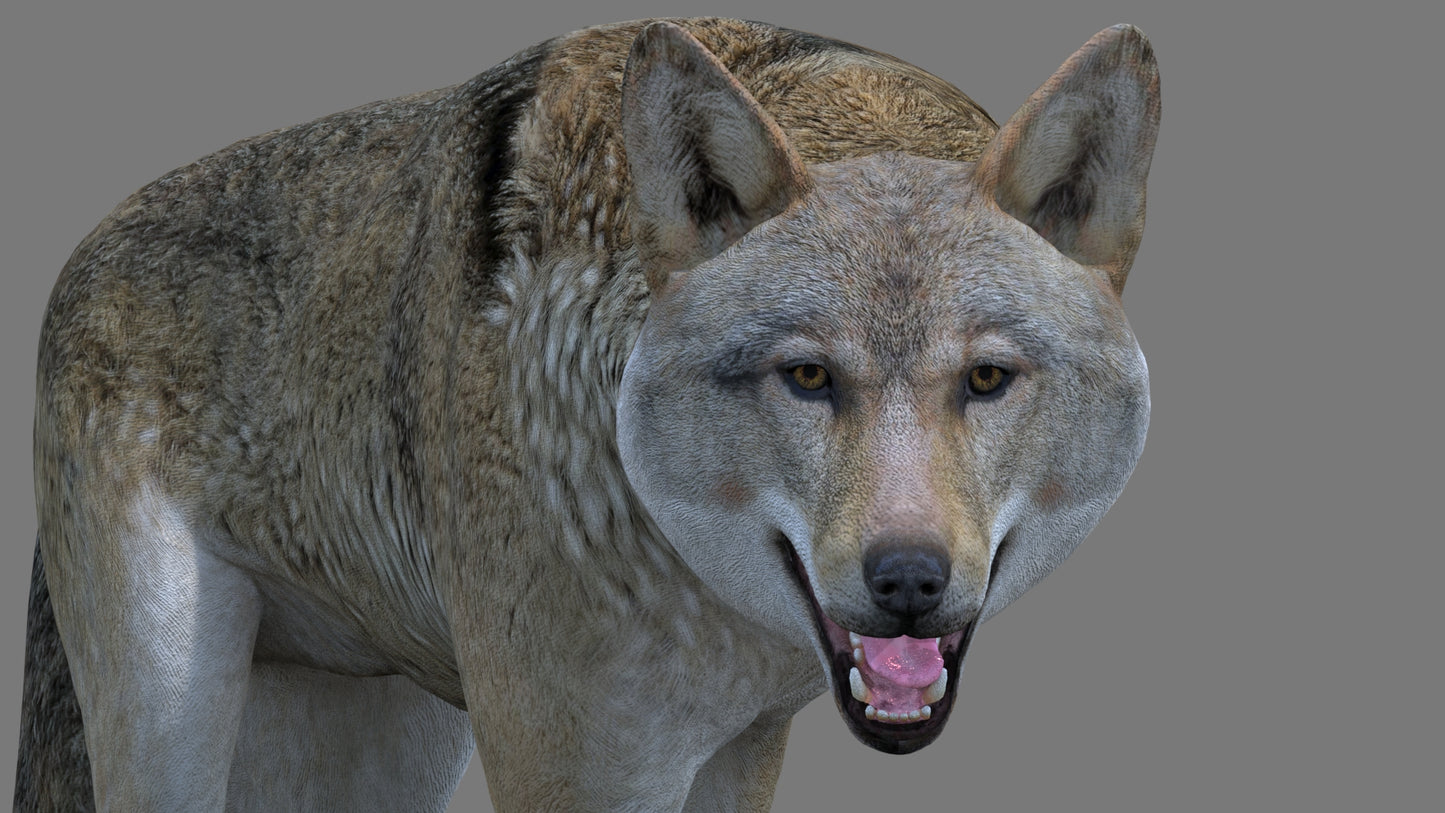 Red Wolf 3D Model Rigged