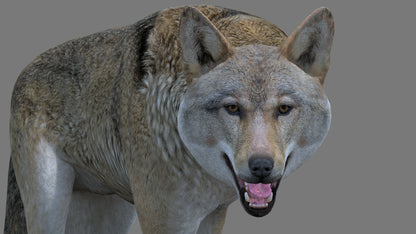 Red Wolf 3D Model Rigged