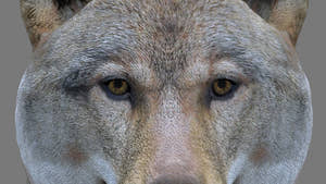 Redded Red Wolf 3D Model for Download Thumbnail