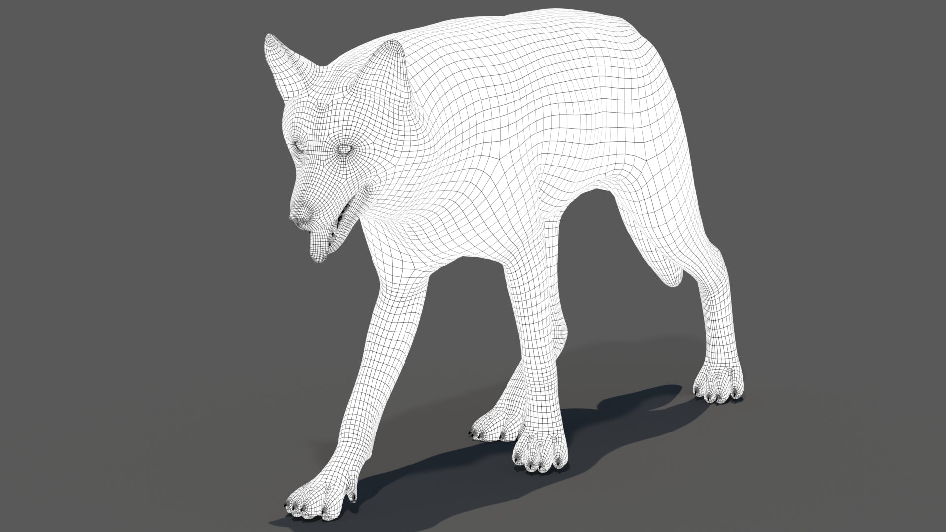 Red Wolf 3D Model Wireframe View 1