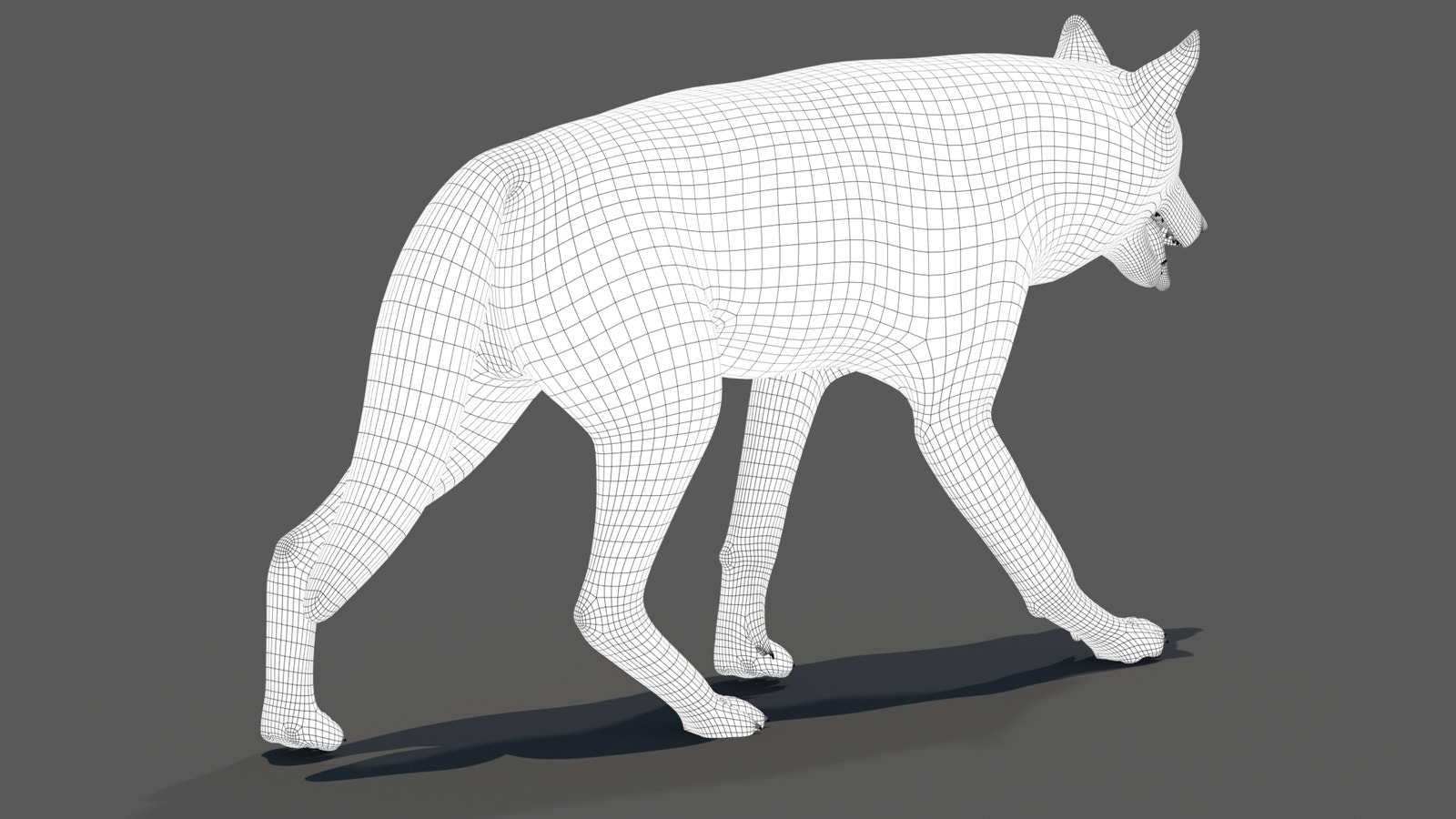 Red Wolf 3D Model Wireframe View 1