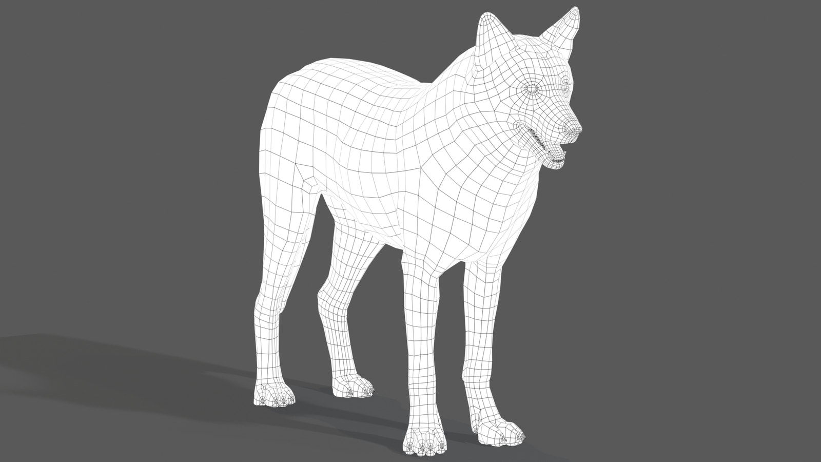 Red Wolf 3D Model Wireframe View