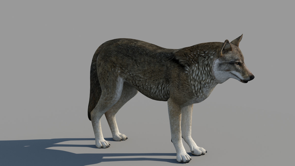 Red Wolf 3D Model Animated - 360 Degree View