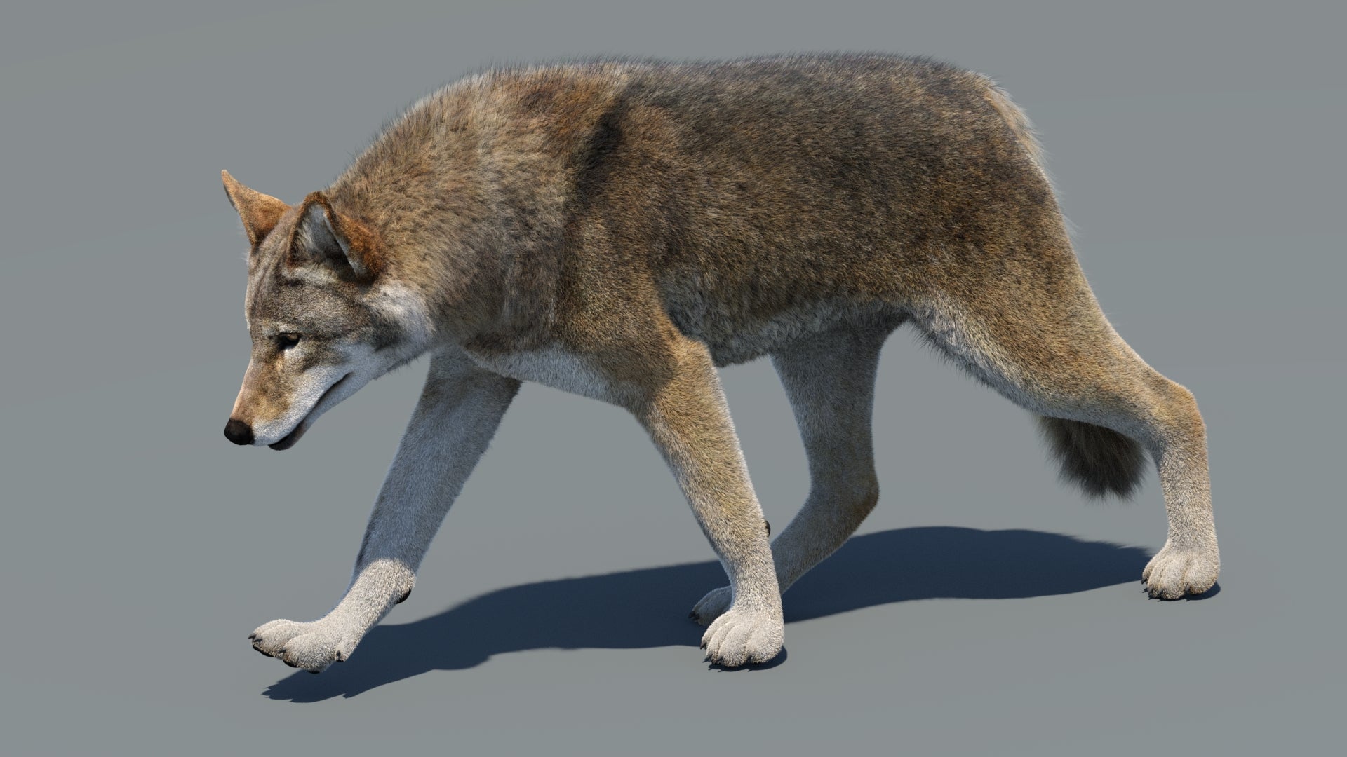 Animated Red Wolf 3D Model Fur - 360 Degree View