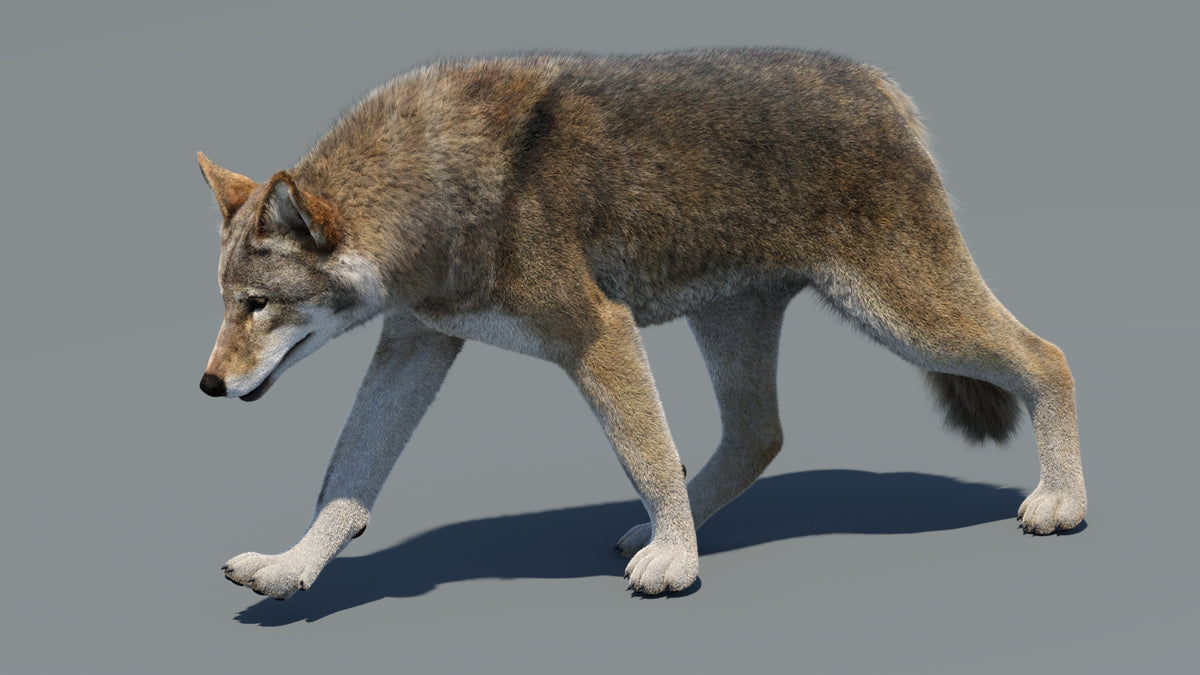 Animated Red Wolf 3D Model Fur - 360 Degree View