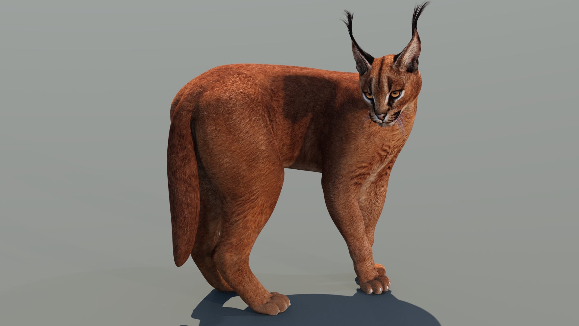 Animated Caracal 3D Model Game Ready