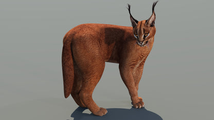 Animated Caracal 3D Model Game Ready
