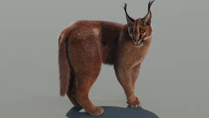 Caracal cat 3d model rigged and animated with lifelike fur Thumbnail