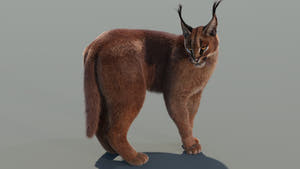 Caracal cat 3d model rigged and animated with lifelike fur Thumbnail