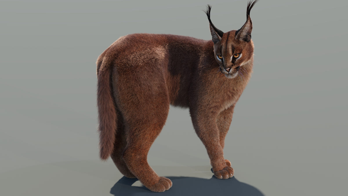 Caracal cat 3d model rigged and animated with lifelike fur