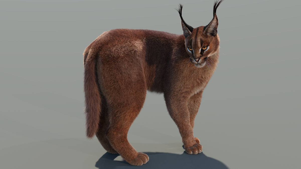 Caracal cat 3d model rigged and animated with lifelike fur