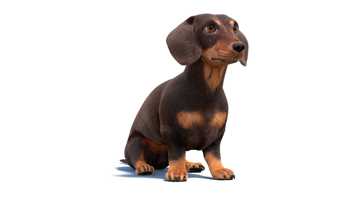Animated Dachshund Dog 3D Model Fur - 360 Degree View