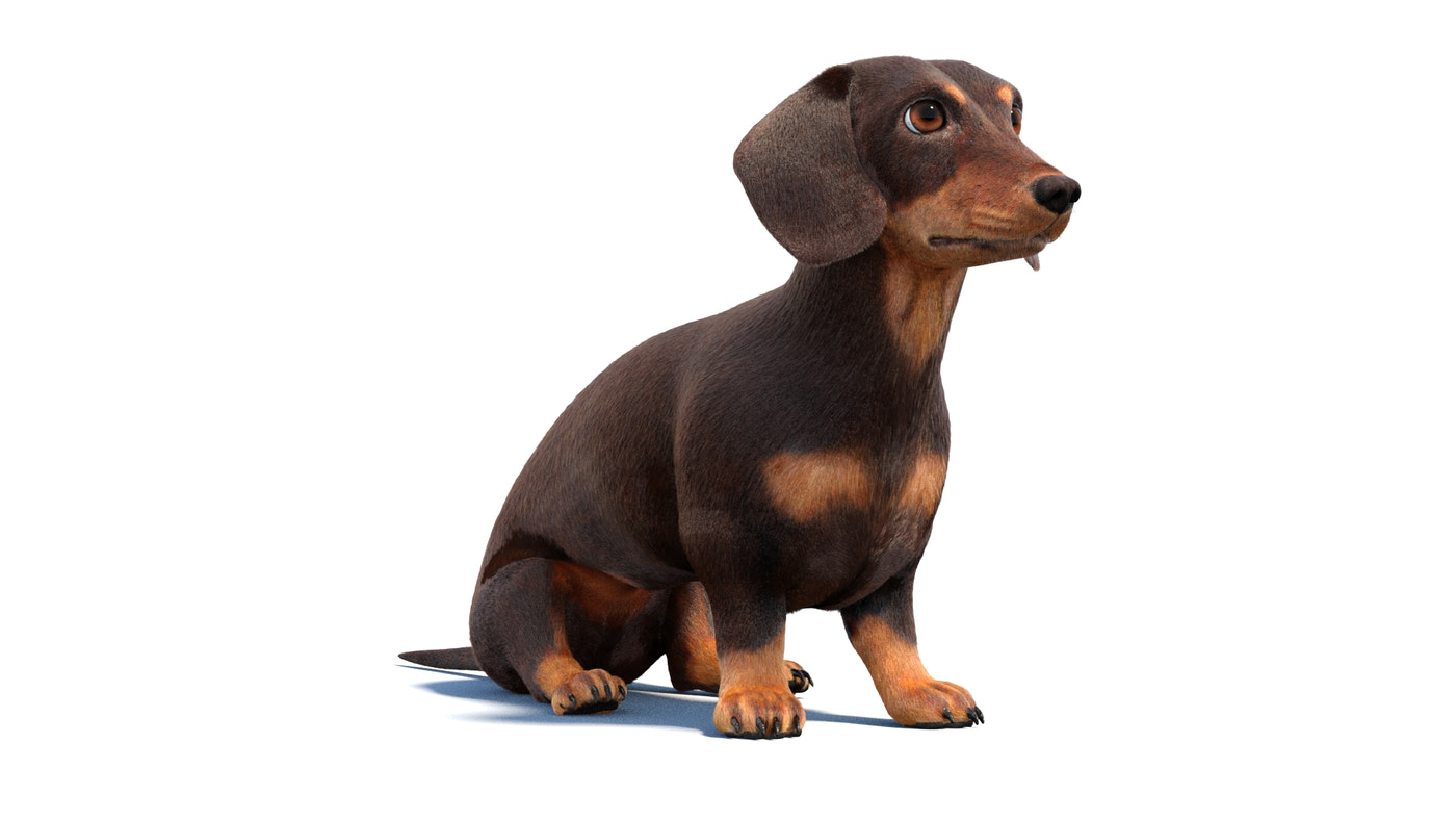 Animated Dachshund Dog 3D Model Fur - 360 Degree View